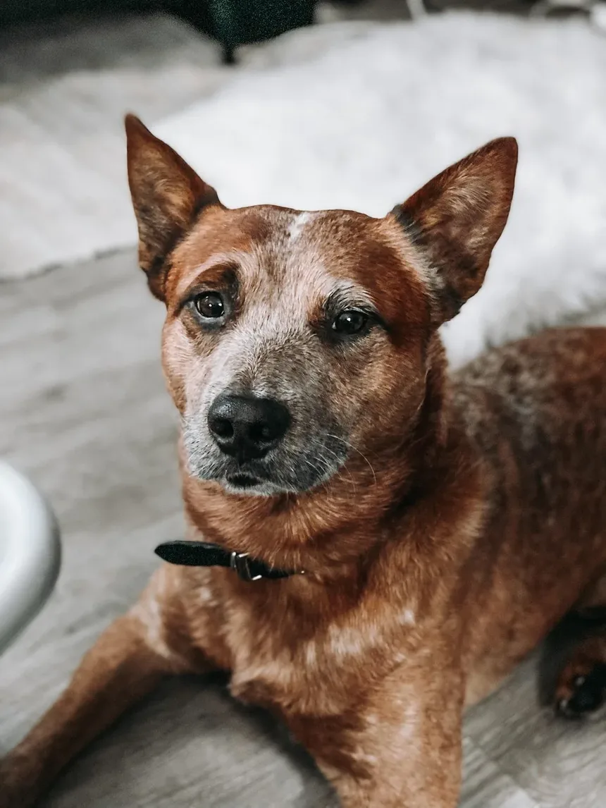 5 Benefícios dos Animais de Estimação para a Saúde Mental Comprovados pela Ciência