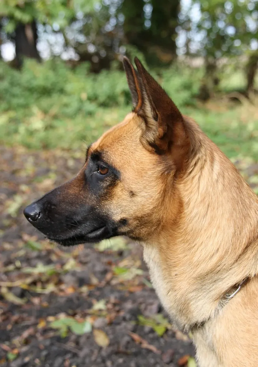 5 Benefícios dos Animais de Estimação para a Saúde Mental Comprovados pela Ciência