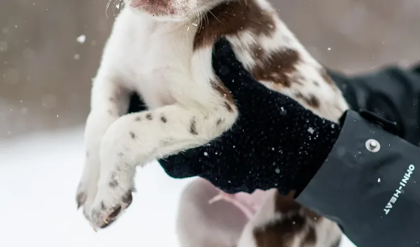 5 Benefícios dos Animais de Estimação para a Saúde Mental Comprovados pela Ciência