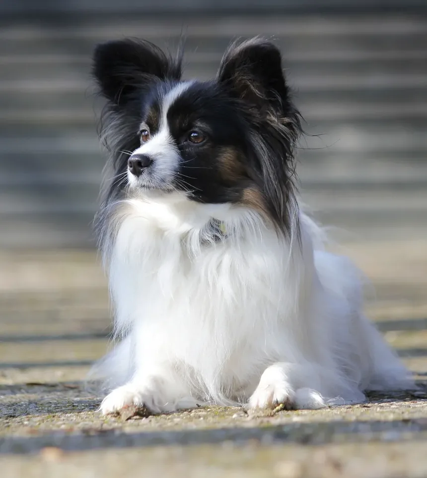 6 Dicas Infalíveis para Rejuvenescer Seu Cão Idoso