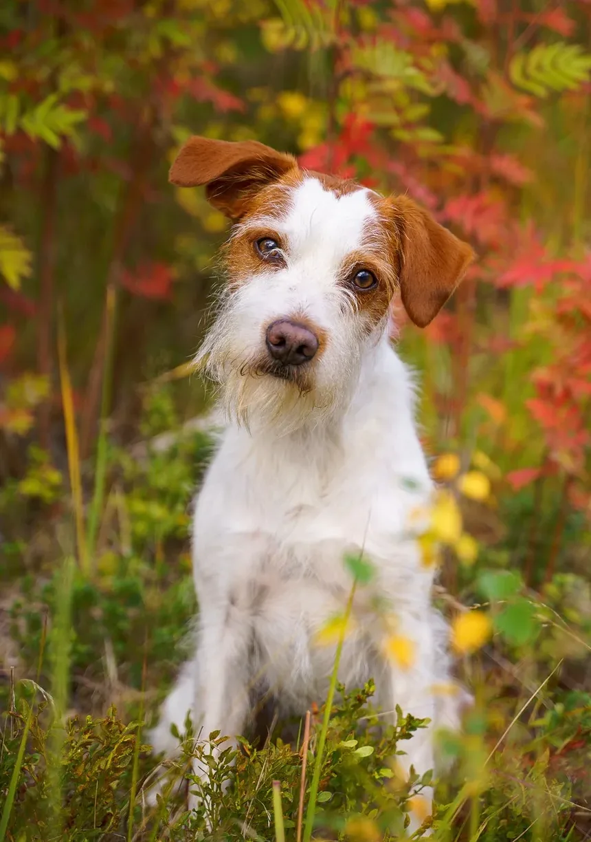 6 Dicas Infalíveis para Rejuvenescer Seu Cão Idoso