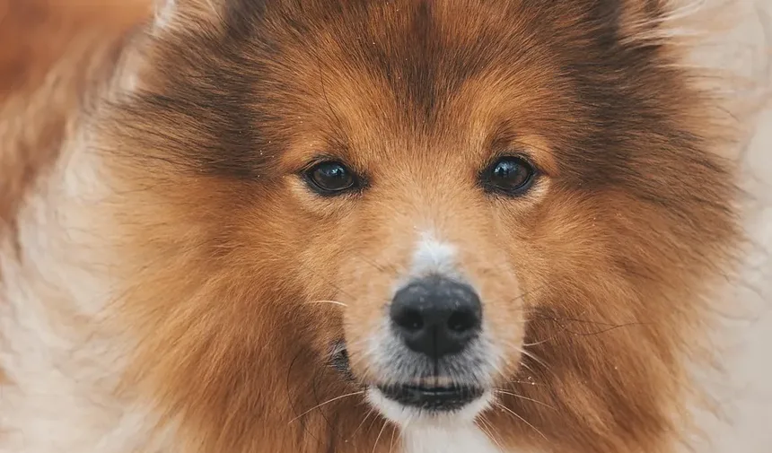 6 Dicas Infalíveis para Rejuvenescer Seu Cão Idoso