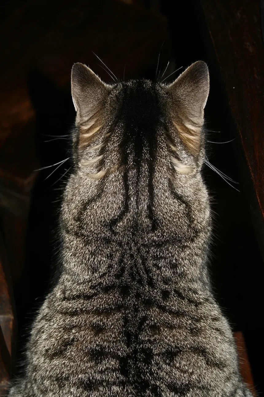 Os Gatos São Inteligentes? Descubra a Verdade Sobre a Mente Felina!