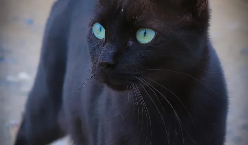 Os Gatos São Inteligentes? Descubra a Verdade Sobre a Mente Felina!