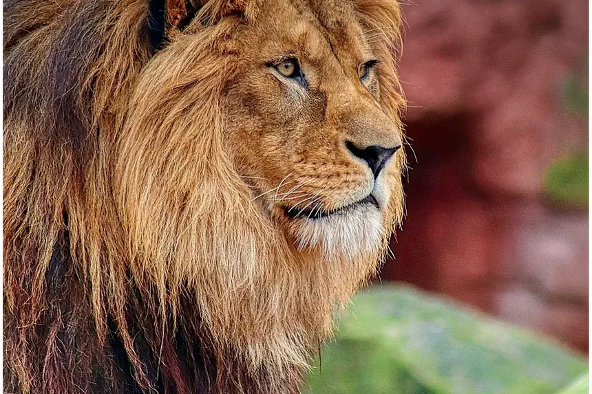 Os Gatos São Inteligentes? Descubra a Verdade Sobre a Mente Felina!