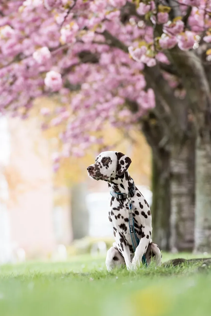 Melhor Ração para Cães Idosos: O Que Saber ao Escolher uma Ração