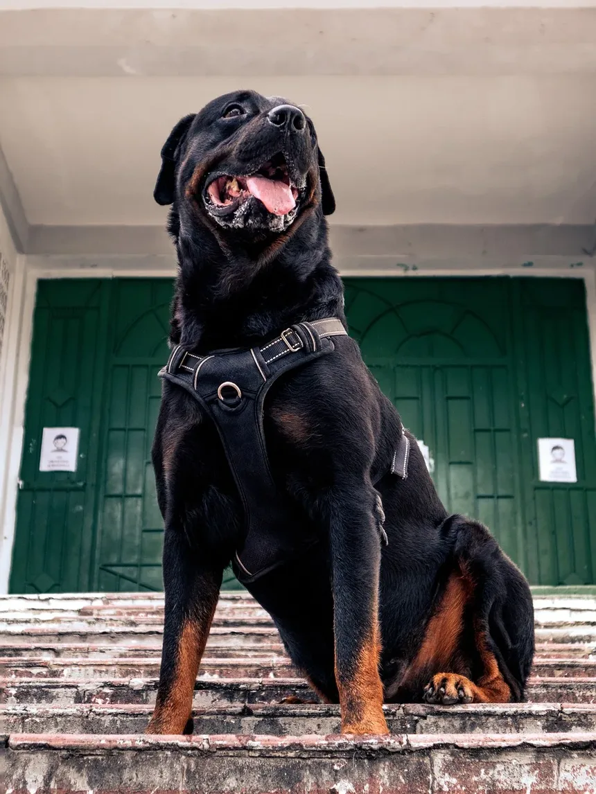 Caspa em Cães: Tipos, Causas e Tratamentos Eficazes