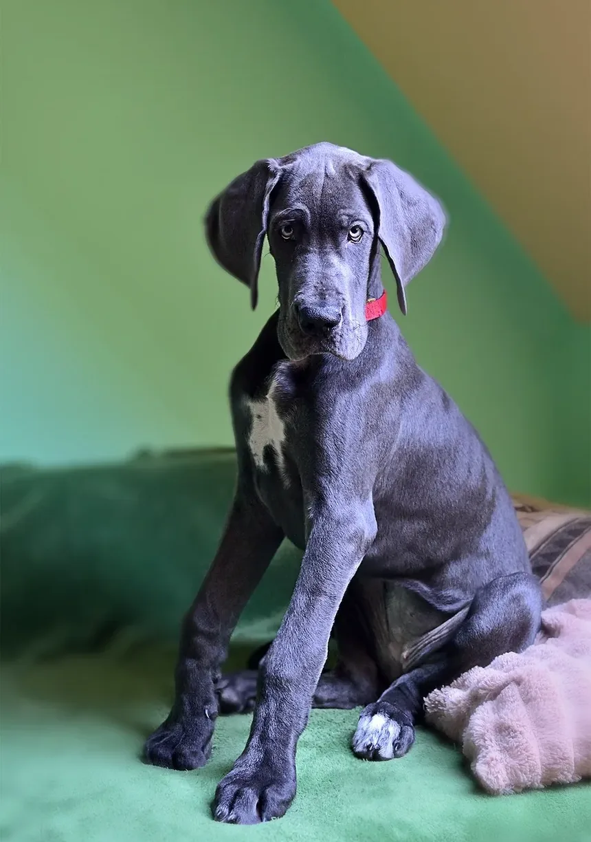 Caspa em Cães: Tipos, Causas e Tratamentos Eficazes
