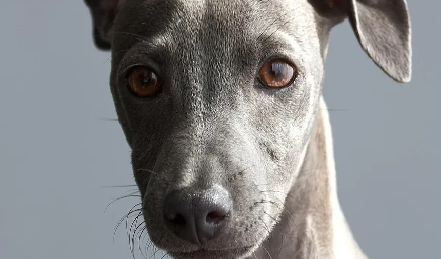 Caspa em Cães: Tipos, Causas e Tratamentos Eficazes