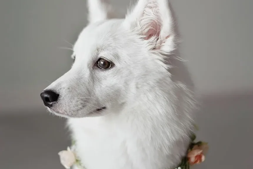 Caspa em Cães: Tipos, Causas e Tratamentos Eficazes