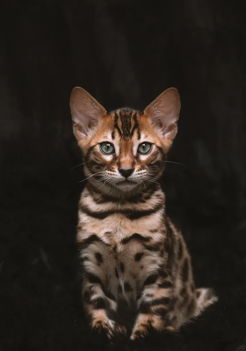Febre em Gatos: Sintomas, Causas e Tratamentos (Guia 2024)