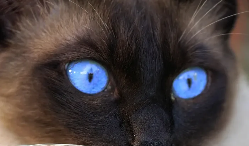 Febre em Gatos: Sintomas, Causas e Tratamentos (Guia 2024)