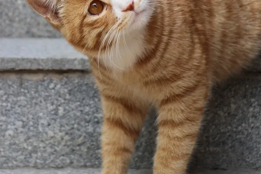 Febre em Gatos: Sintomas, Causas e Tratamentos (Guia 2024)