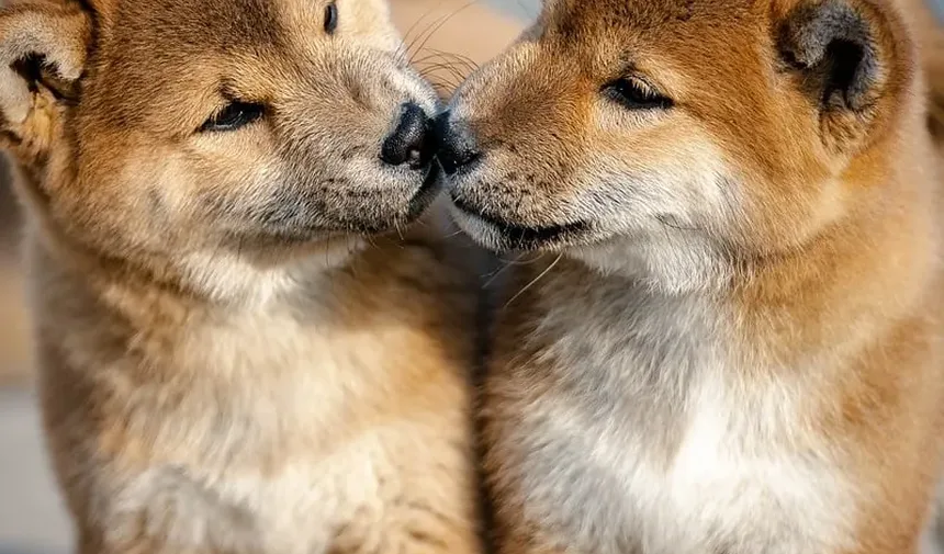 Forma do Corpo dos Peixes: Como a Natureza os Moldou para Sobreviver
