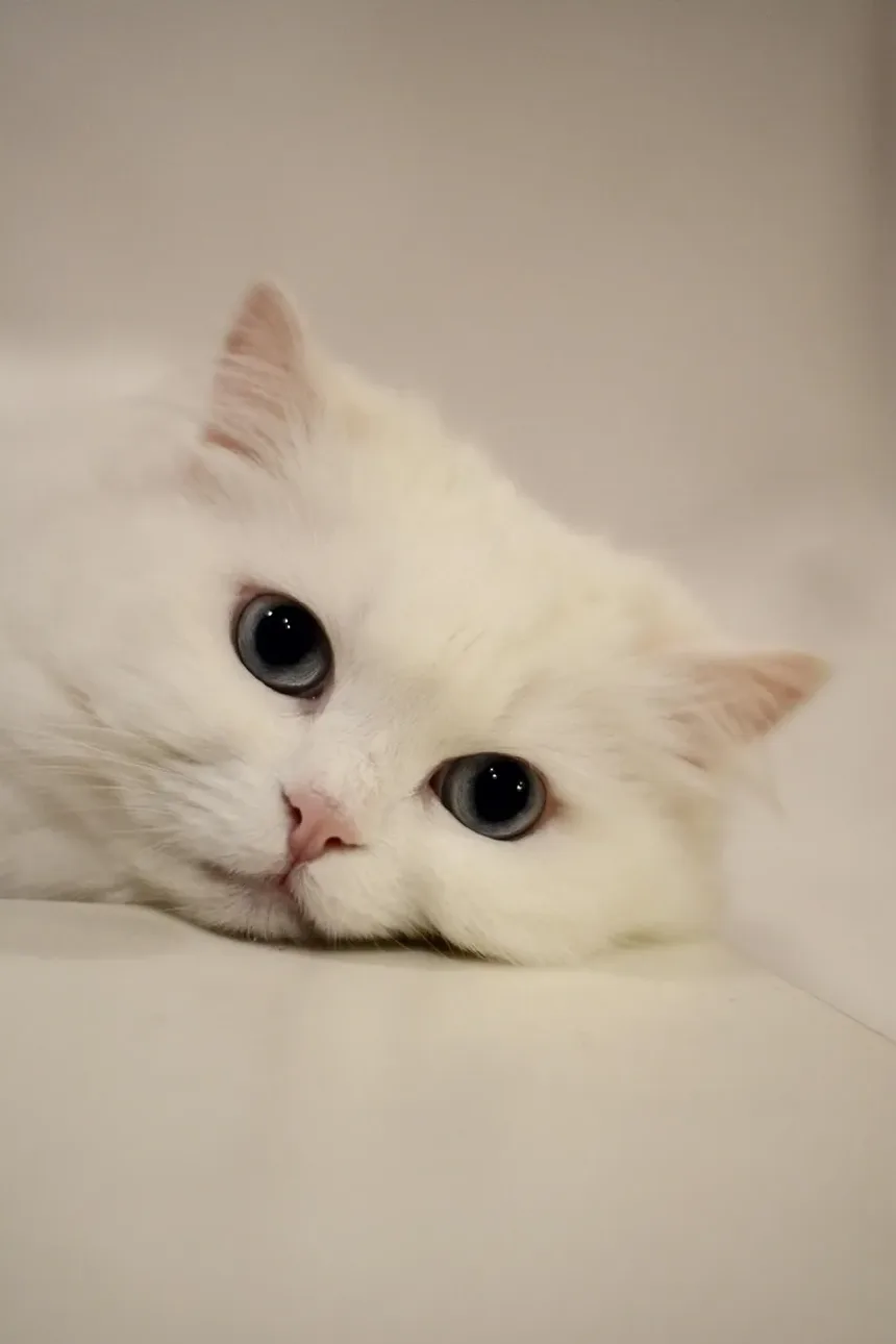 Como Calcular a Idade de um Gato em Anos Humanos: Guia Completo