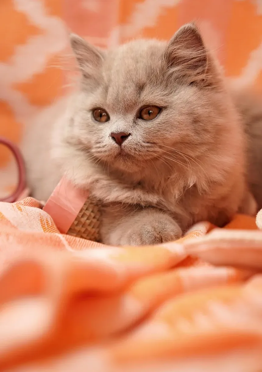 Como Calcular a Idade de um Gato em Anos Humanos: Guia Completo