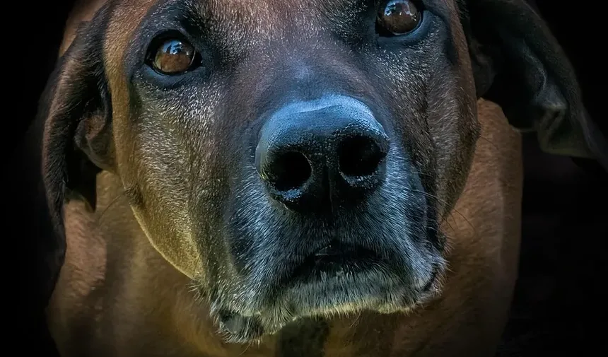 Por que os Medicamentos para Animais de Estimação São Caros? Descubra os Motivos Ocultos!