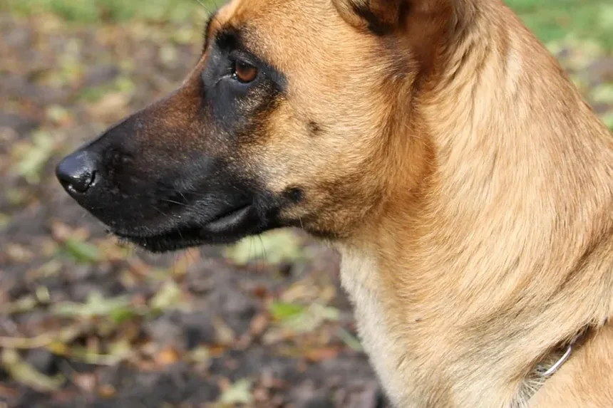 Por que os Medicamentos para Animais de Estimação São Caros? Descubra os Motivos Ocultos!