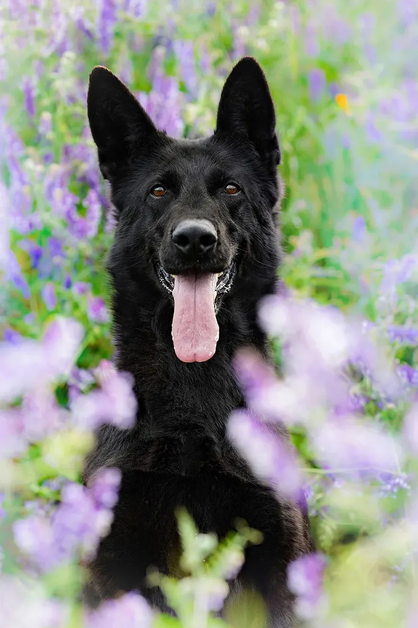 Por que os cães comem fezes? 7 razões e como parar esse hábito